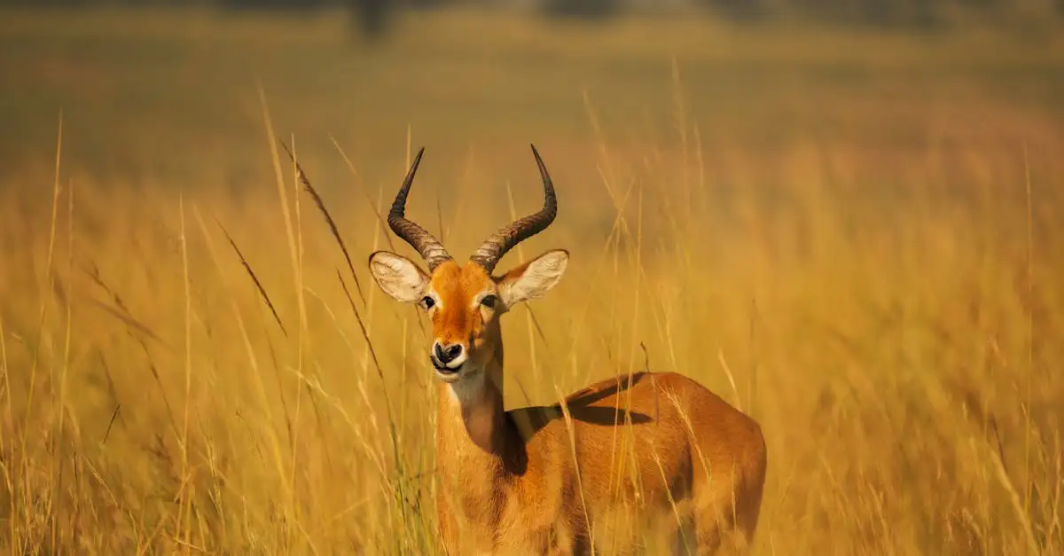 Beste reistijd afrika safari
