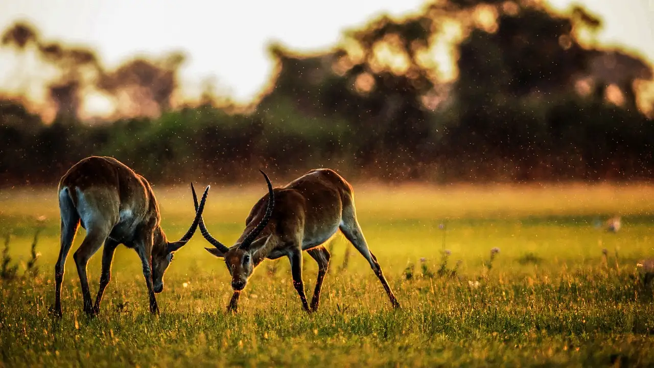 Beste reistijd afrika safari