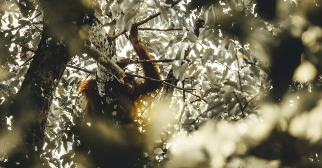 Beste reistijd borneo maleisie