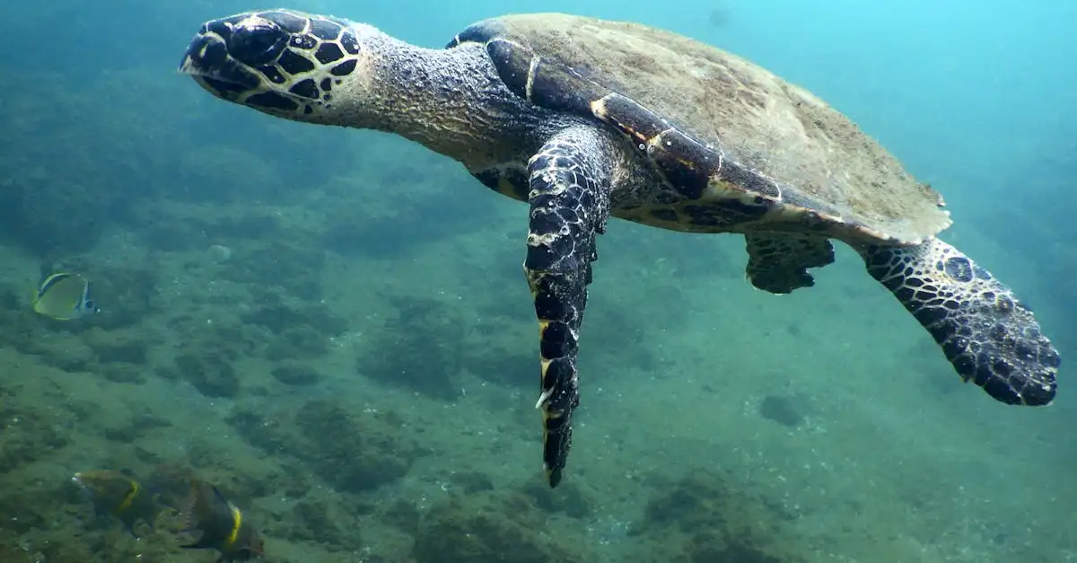 Beste reistijd costa rica schildpadden