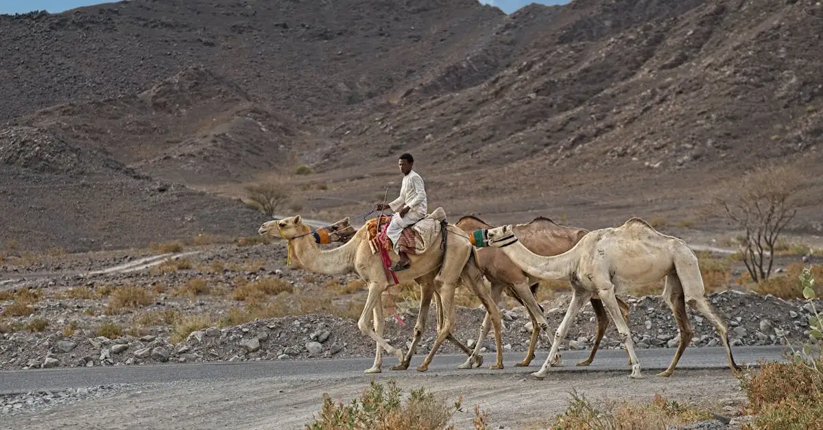 Beste reistijd dubai en oman