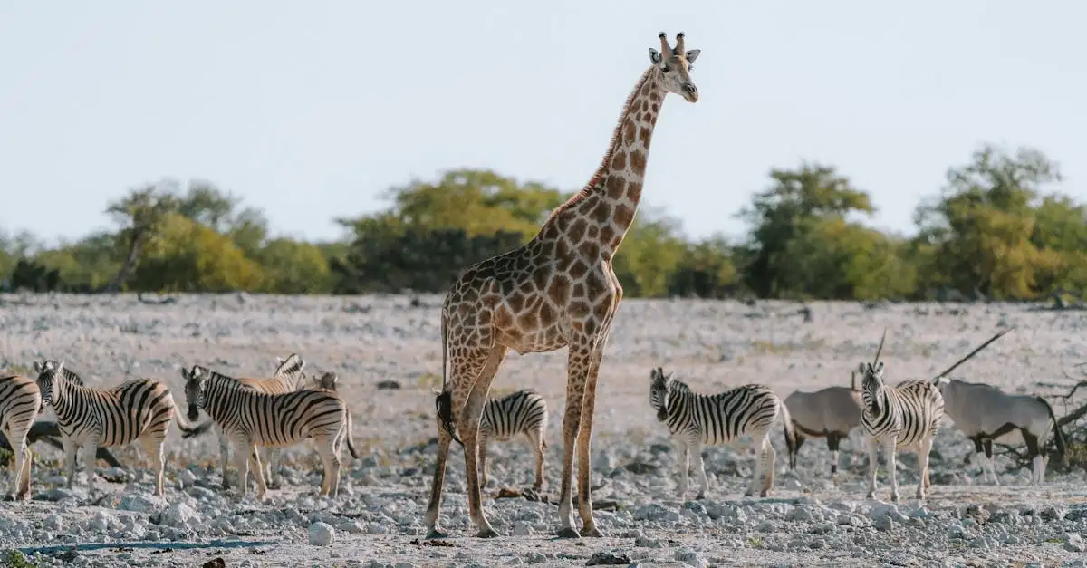 Beste reistijd etosha