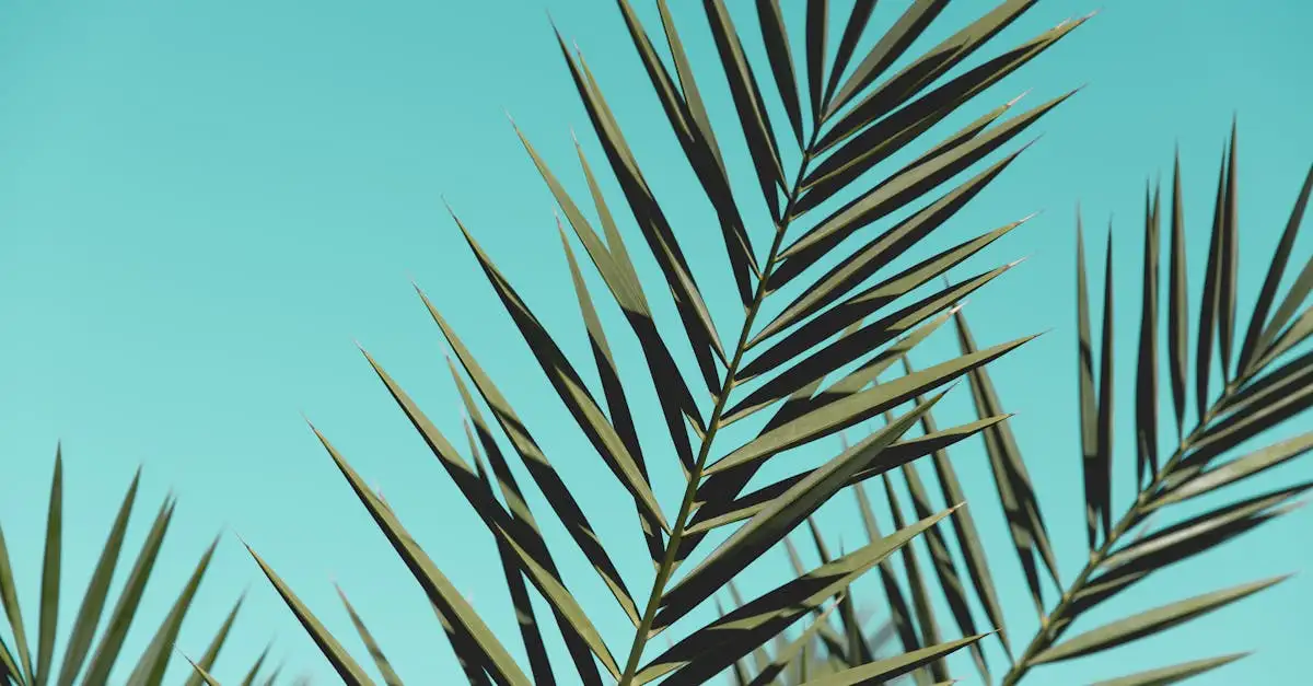 Beste reistijd filipijnen klimaatinfo