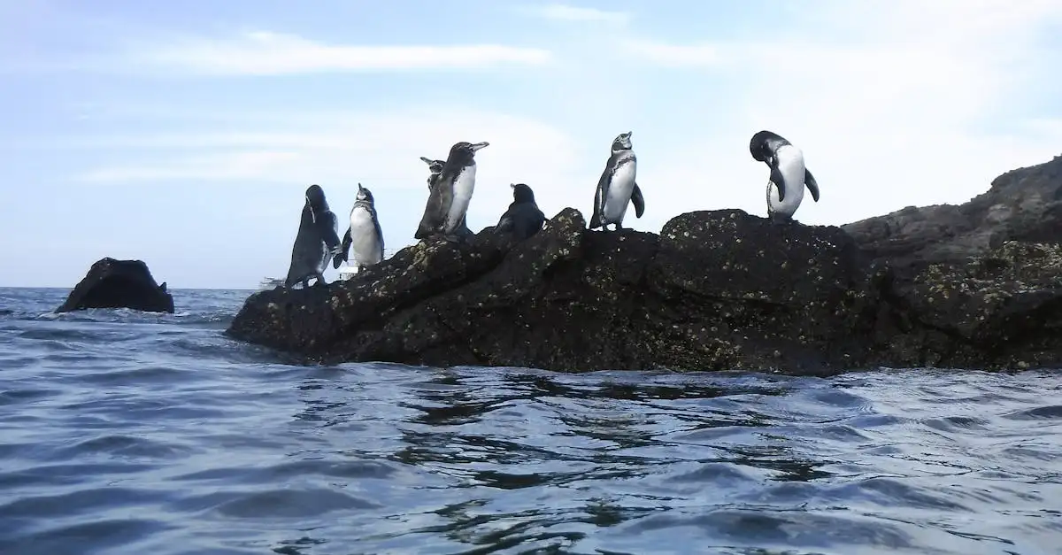 Beste reistijd galapagos eilanden