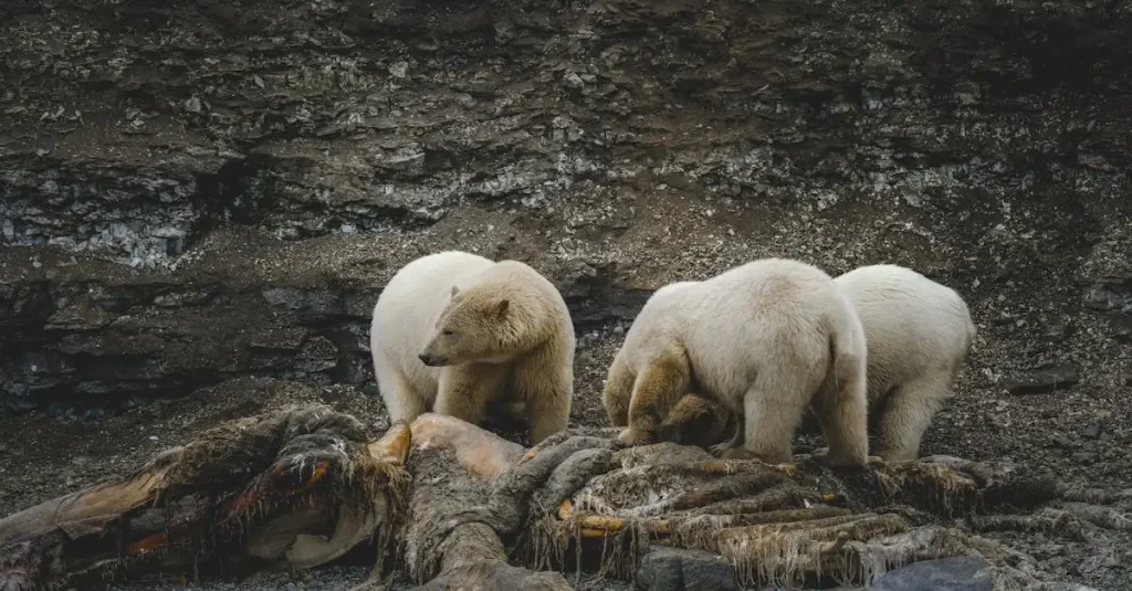Beste reistijd ijsberen canada