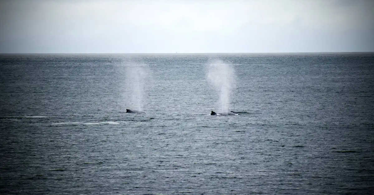 Beste reistijd ijsland walvis