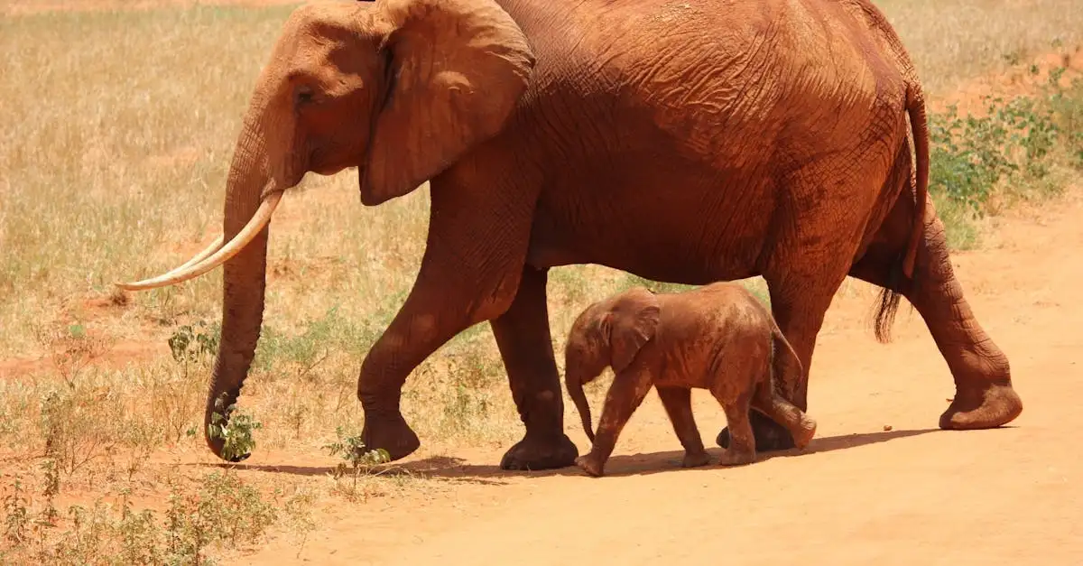 Beste reistijd kenia en tanzania