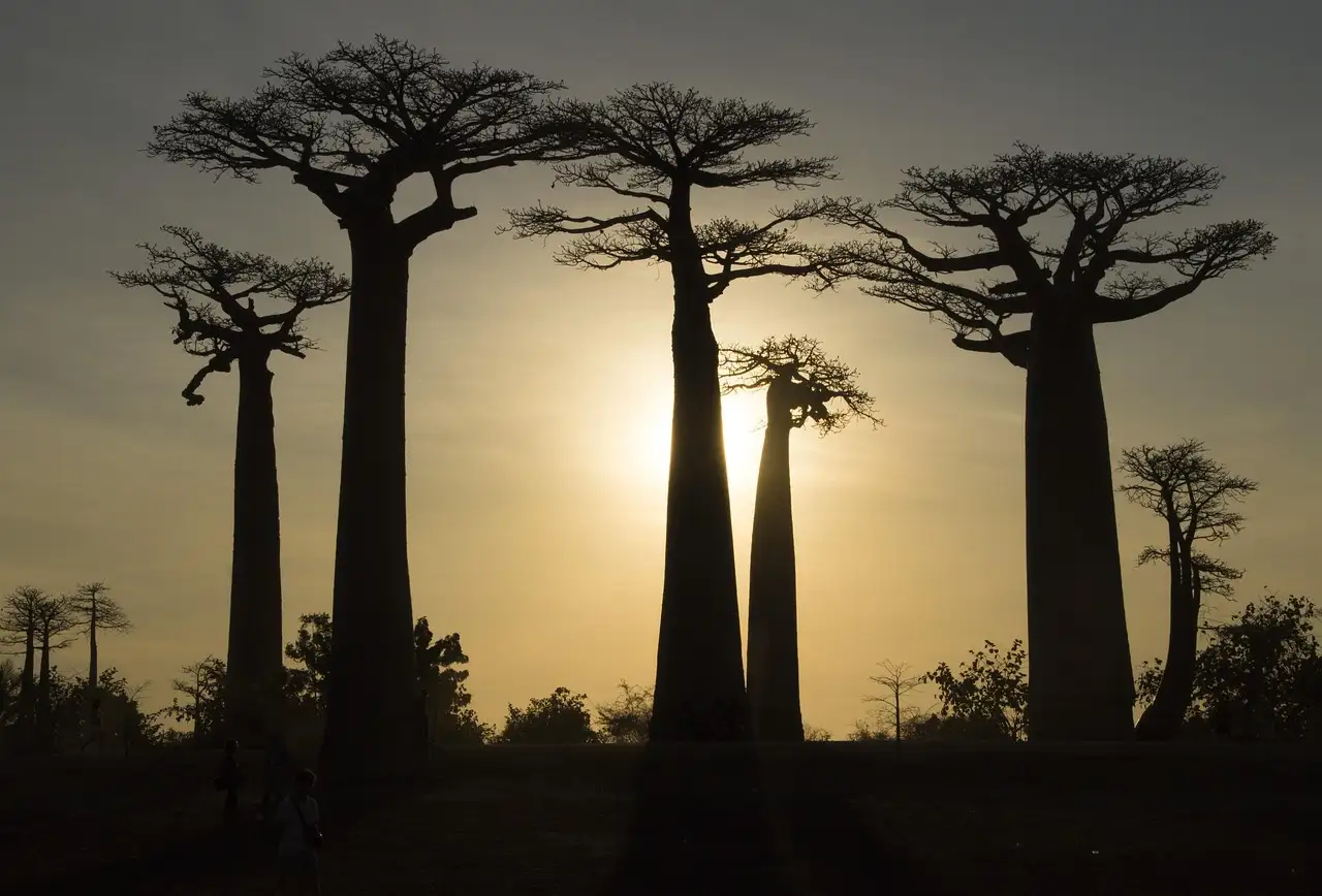 Beste reistijd madagaskar