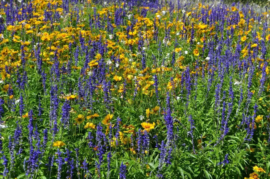 Beste reistijd madeira bloemen