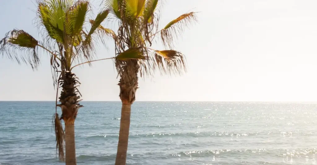 Beste reistijd marbella