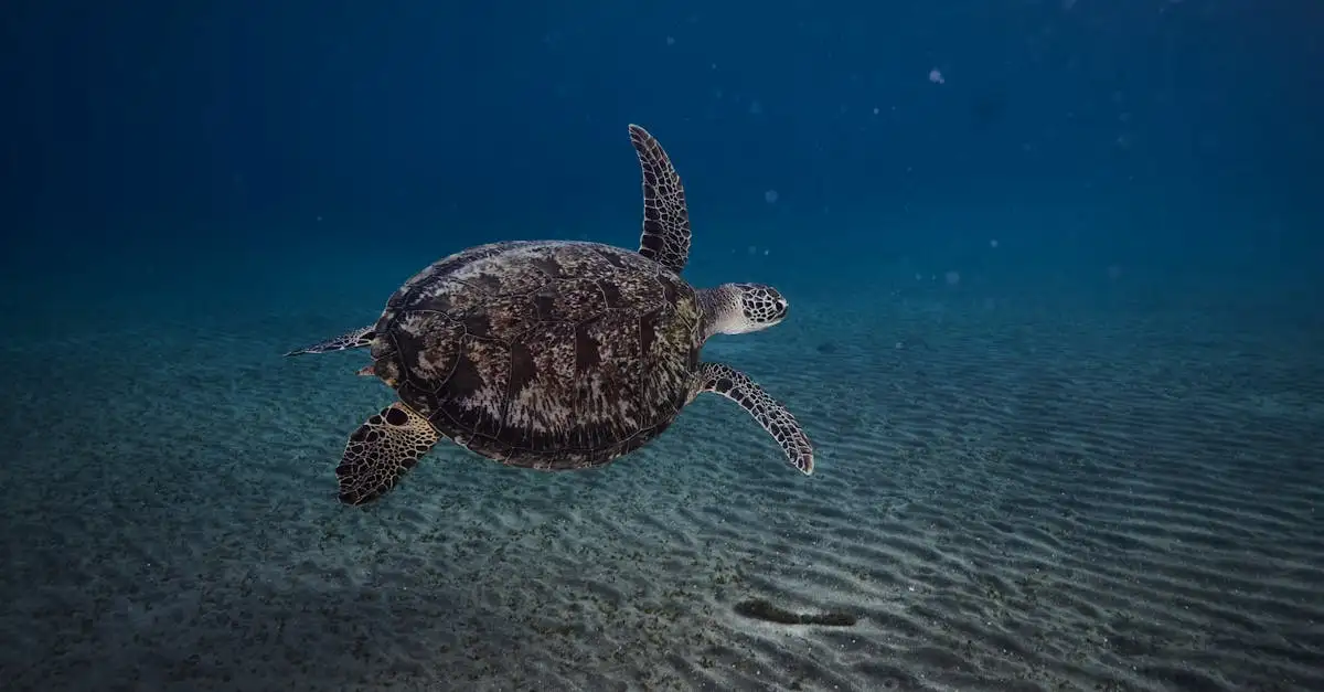 Beste reistijd marsa alam