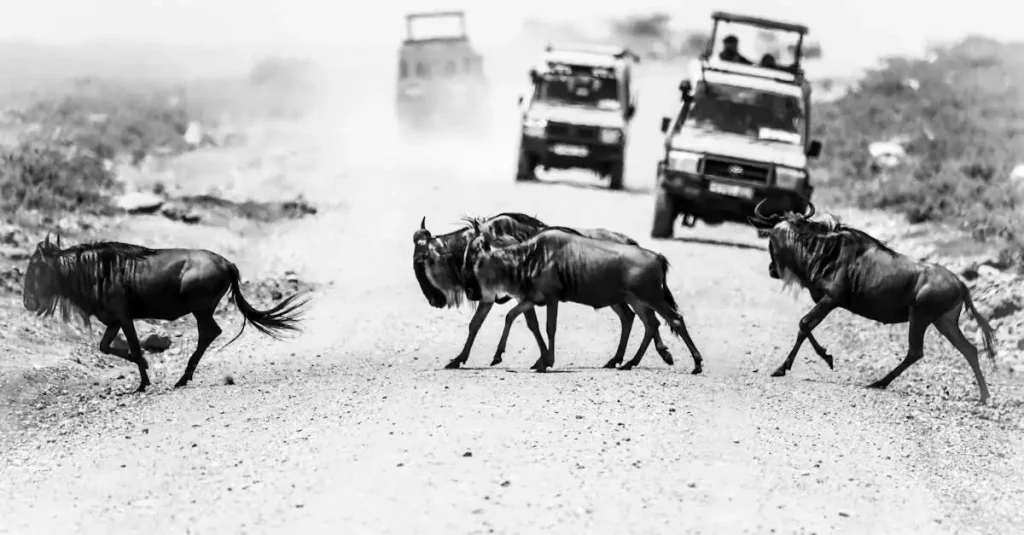 Beste reistijd migratie tanzania