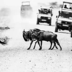 Beste reistijd migratie tanzania