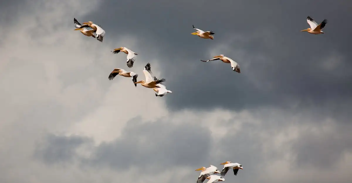 Beste reistijd migratie tanzania