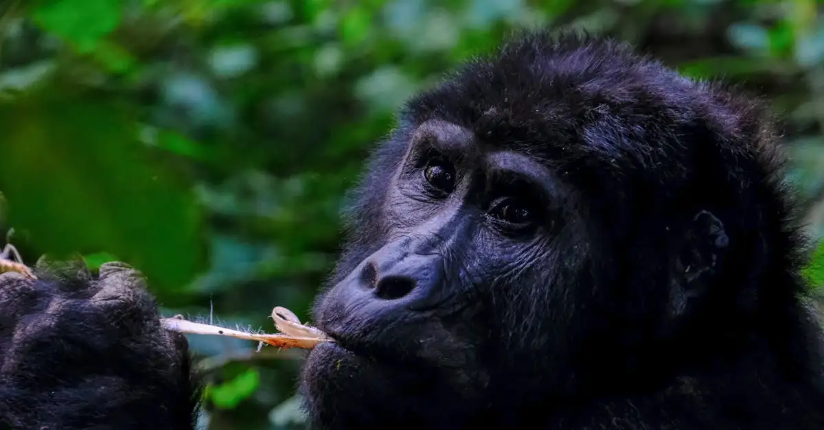 Beste reistijd oeganda gorilla