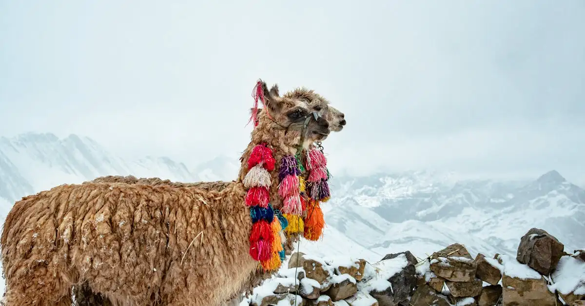 Beste reistijd peru en bolivia