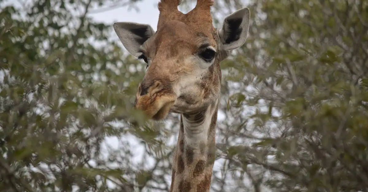 Beste reistijd safari zuid afrika