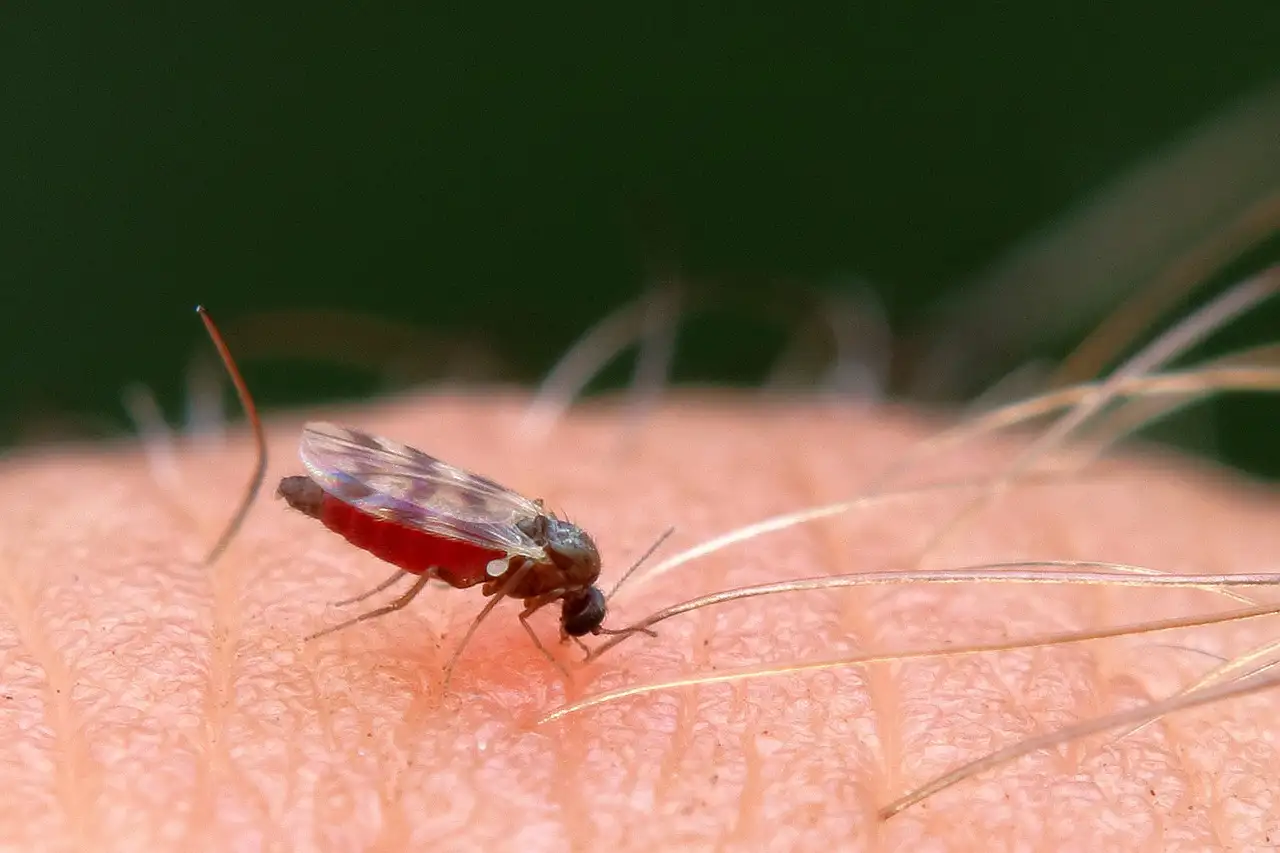Beste reistijd schotland midges