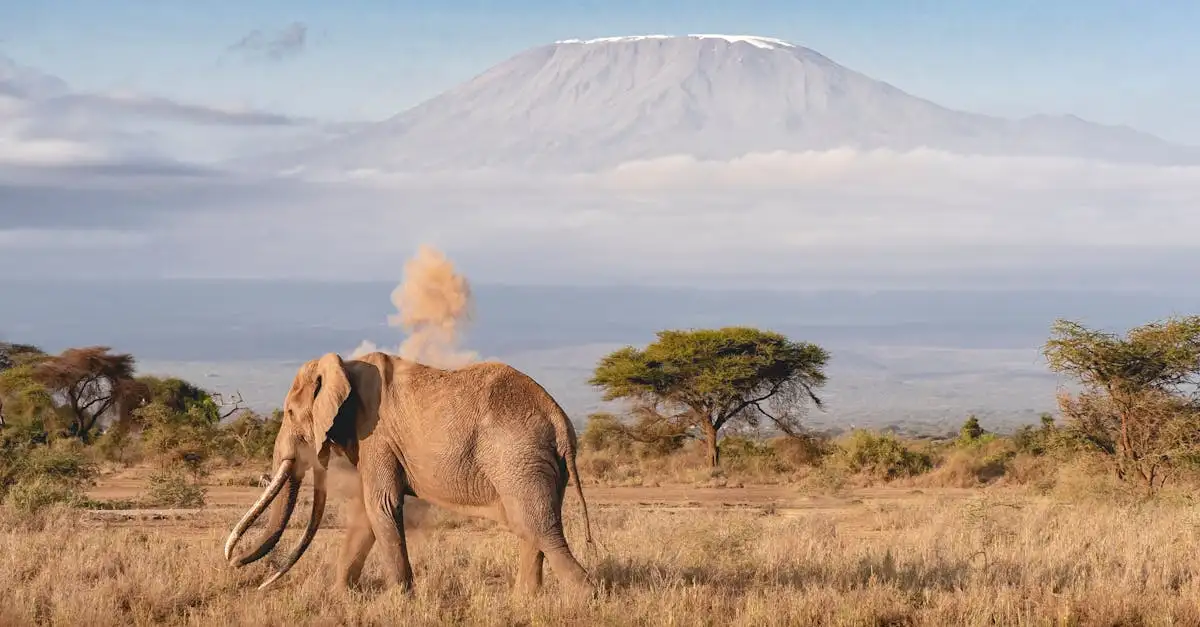 Beste reistijd serengeti