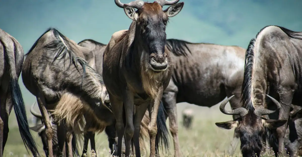Beste reistijd tanzania grote trek