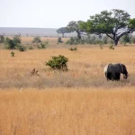 Beste reistijd tanzania pdf