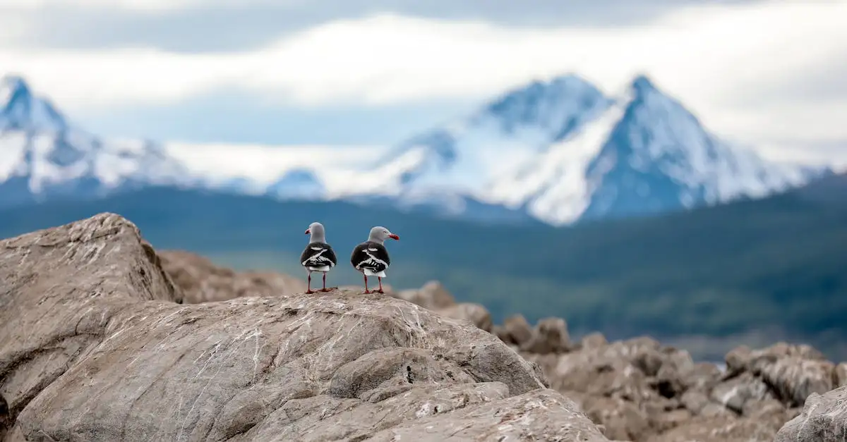 Beste reistijd ushuaia