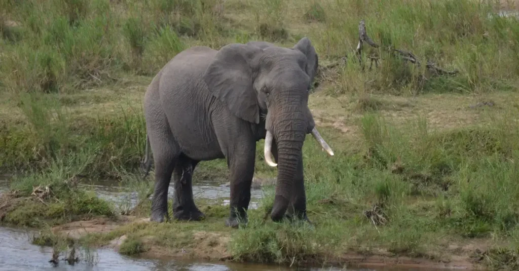 Beste reistijd zuid afrika big five