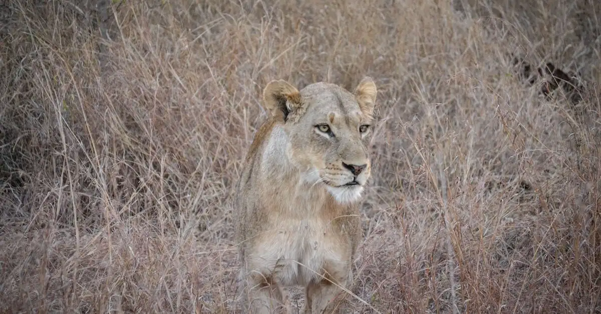 Beste reistijd zuid afrika big five