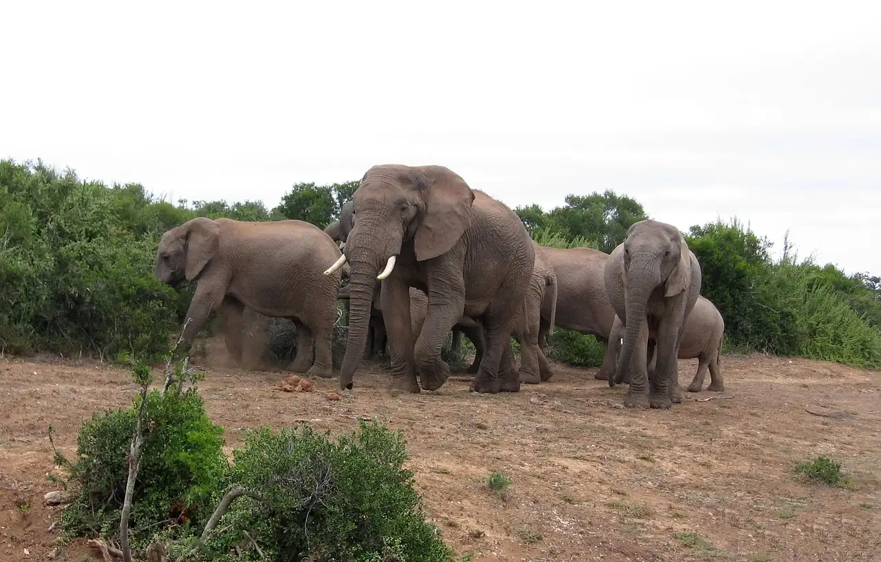 Beste reistijd zuid-afrika krugerpark